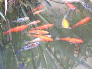 Gold Fish in the Dixies pond